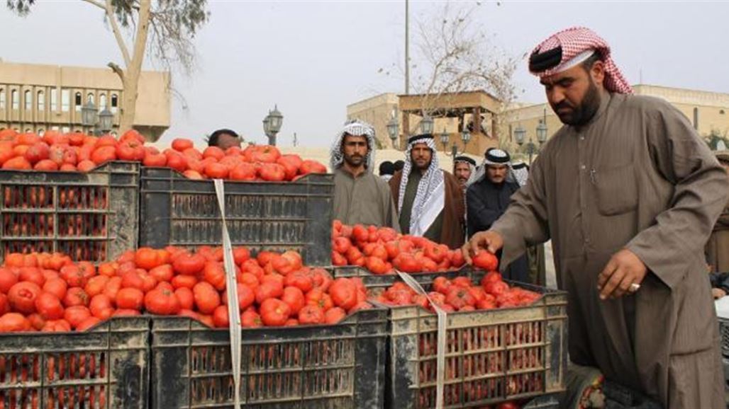 الزراعة تمنع استيراد محصول الطماطم في البصرة وميسان لوفرة الانتاج المحلي