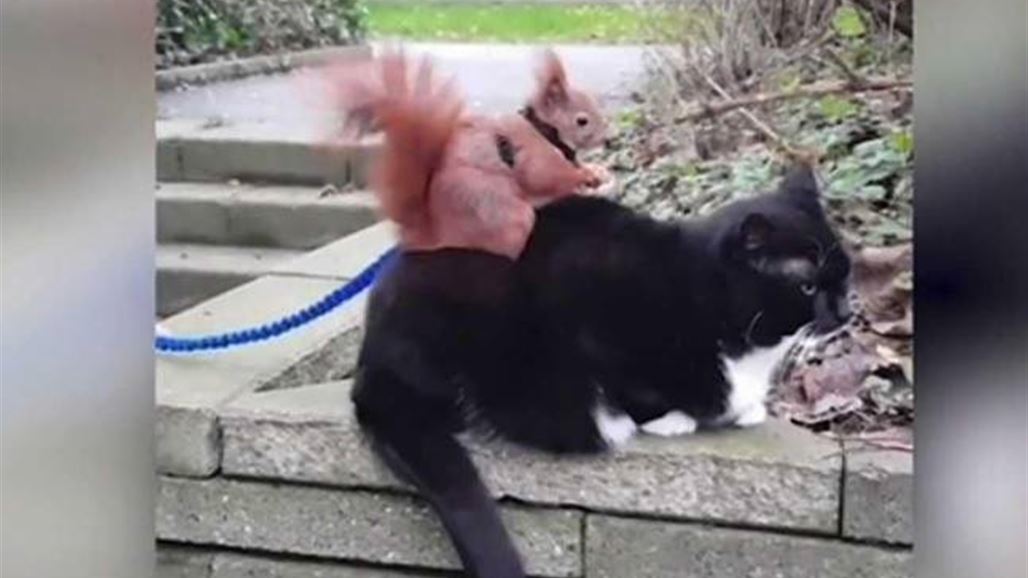 بالصّور: ما سرّ الصداقة بين هذا السّنجاب والقطّ؟
