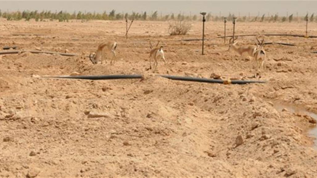 إنشاء أكبر محمية طبيعية عراقية غربي النجف لحماية الطيور والحيوانات النادرة
