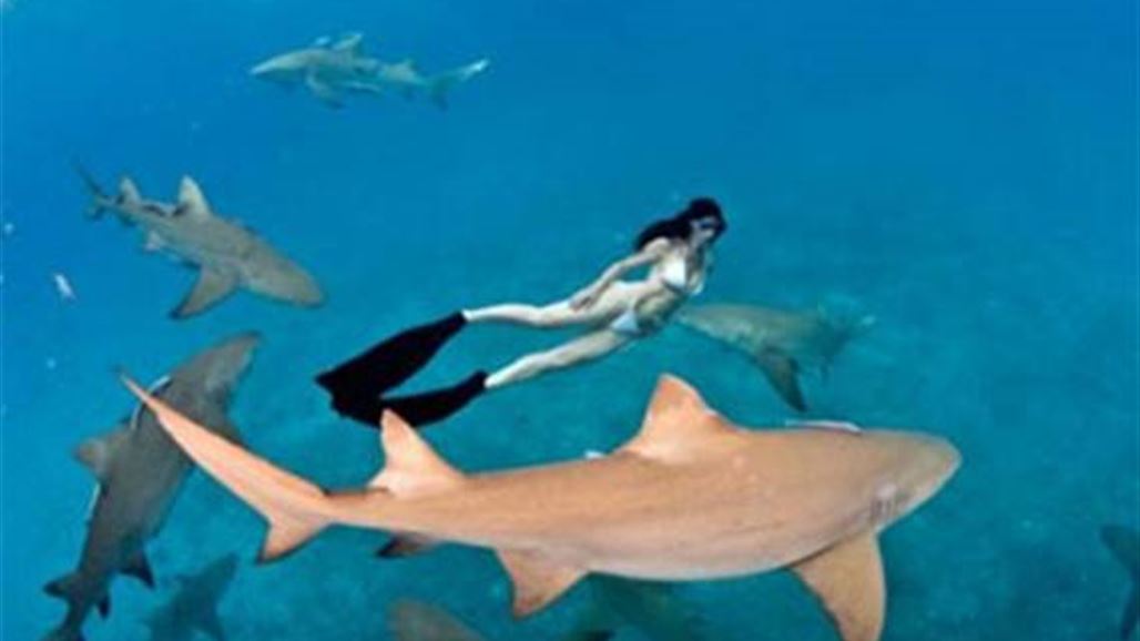 هل تتجرأين على السباحة بين أسماك القرش؟