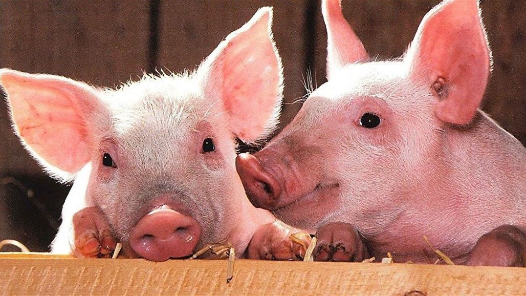 Japan finds first case of swine fever 26 years ago NB-246813-636720735057658391
