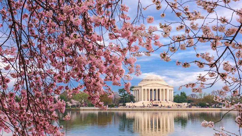 بالفيديو أشجار الكرز في واشنطن تجذب أكثر من مليون زائر سنويا