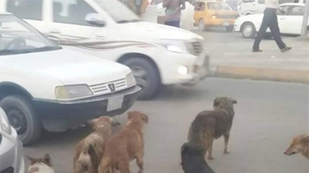 حقوق الإنسان في البصرة تدعو الى إبادة الكلاب السائبة