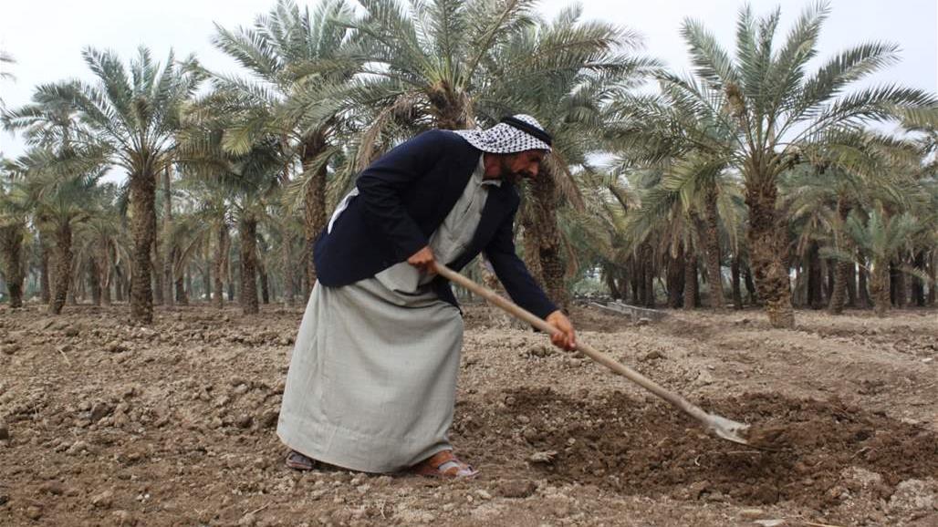 تضرر مساحات واسعة من حقول القمح في البصرة جراء السيول