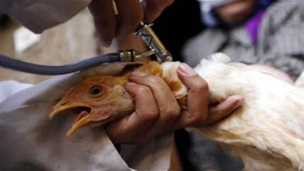 الصحة: لا توجد اي اصابة بشرية بانفلونزا الطيور في العراق حالياً