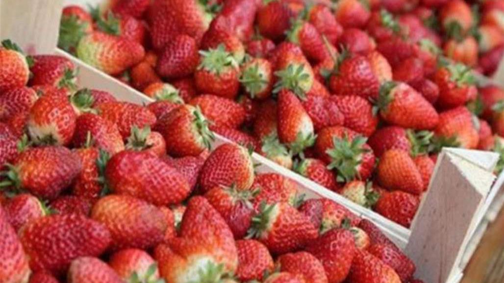  روسيا تعيد إلى تركيا أطنان من الفراولة لاحتواءها "آفات خطيرة"
