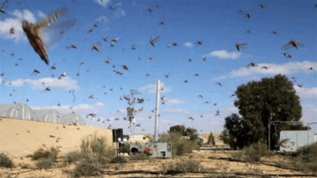  العراق يترقب تحركات الجراد القادم من الكويت 