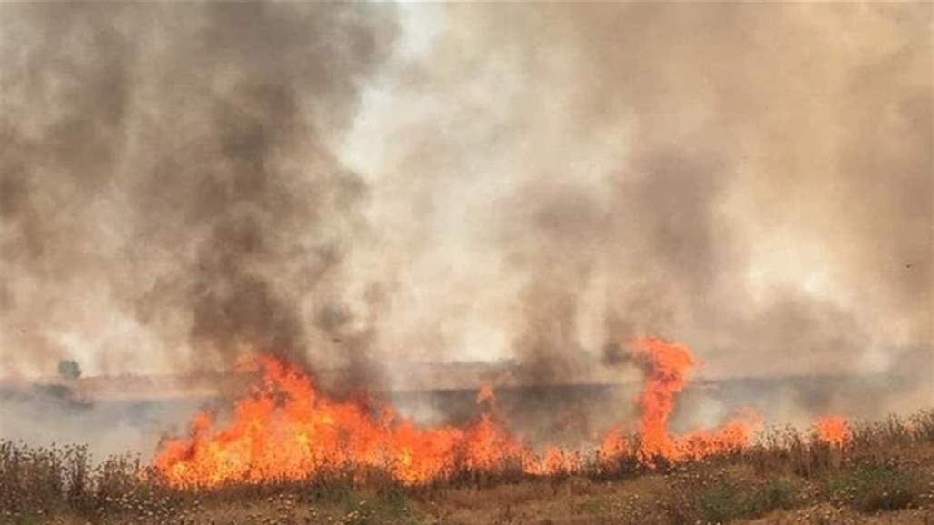 الزراعة : الخسائر المعلن عنها في حقول صلاح الدين مبالغ فيها