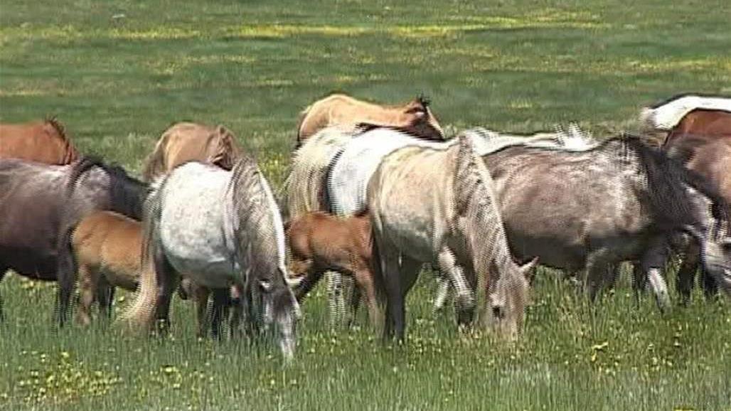 حكومة كردستان تمنع استيراد الخيول من تركيا 