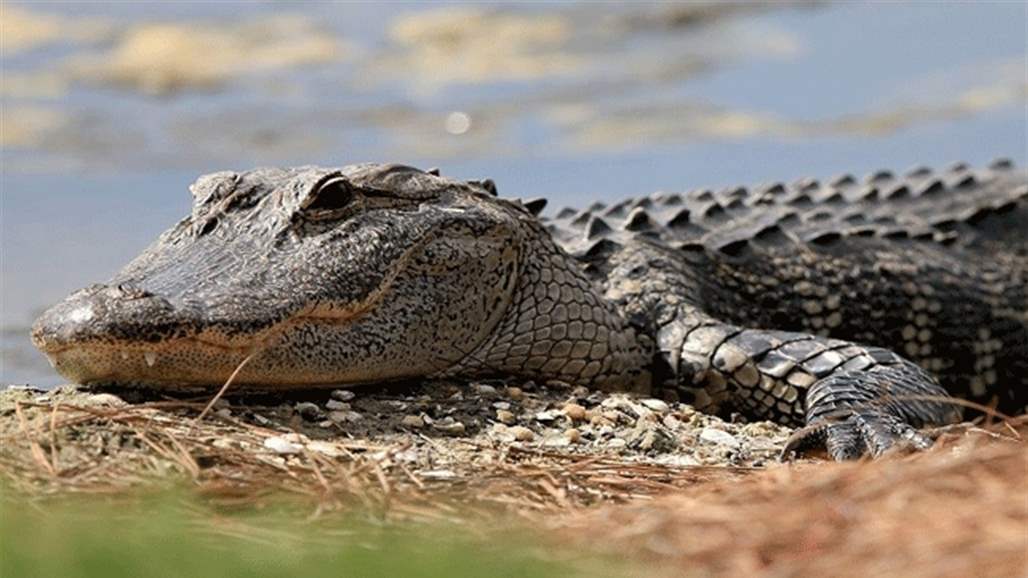 تمساح يفترس تاجر سمك حتى الموت!