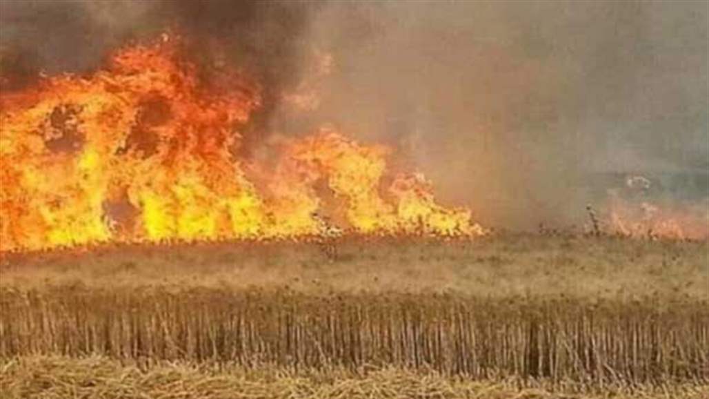 ابو رغيف: بعثيون وعناصر بداعش نفذوا عمليات حرق المحاصيل لاخذ اتاوات