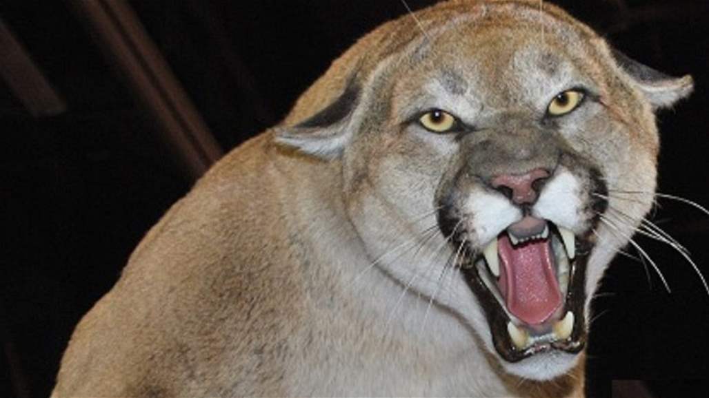 أب ينقذ طفله من براثن أسد الجبال المفترس!