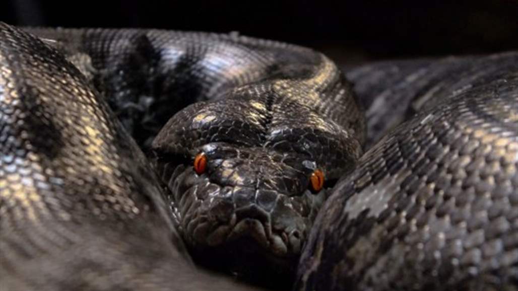  لقطات لا تصدق لأفعى تبتلع تمساحا ضخما