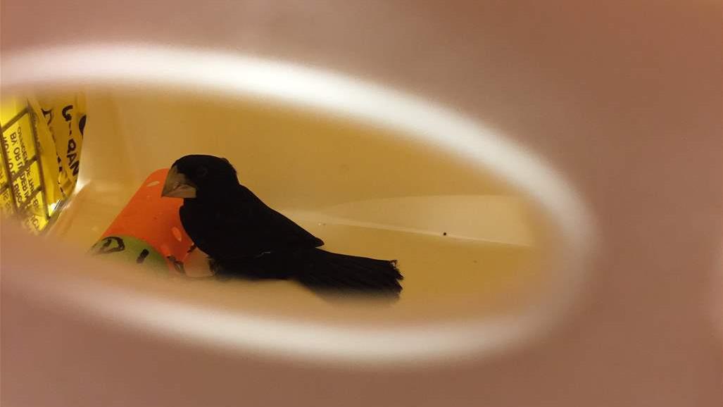 خسر 100 ألف دولار بعد ضبط طيور نادرة في حقيبة سفره