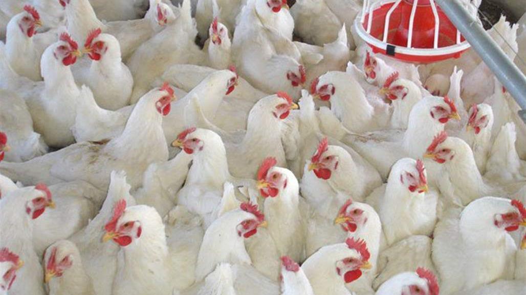  المركزي للاحصاء: ارتفاع كمية انتاج دجاج اللحم وبيض المائدة لعام 2018