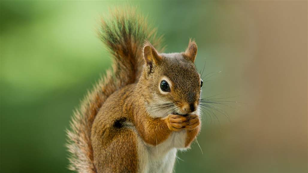 في حادثة خارجة عن المألوف... سنجاب يتعاطى المخدرات!