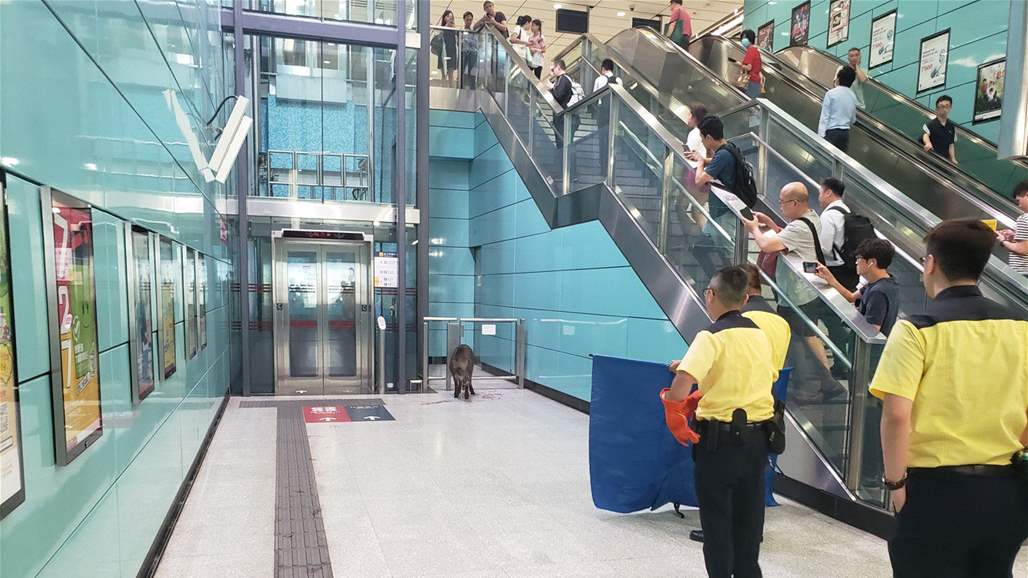 بالصور: حيوان مفترس يهاجم الركاب في محطة مترو ويسبب اصابات 