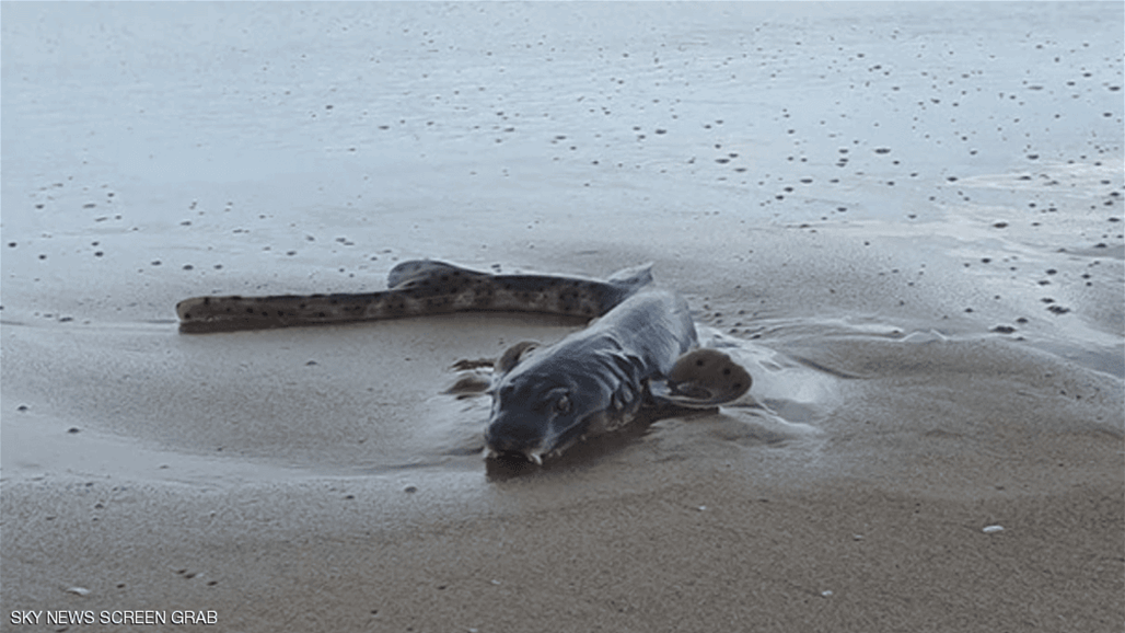 كائن بحري غريب يقتحم شواطئ استراليا 