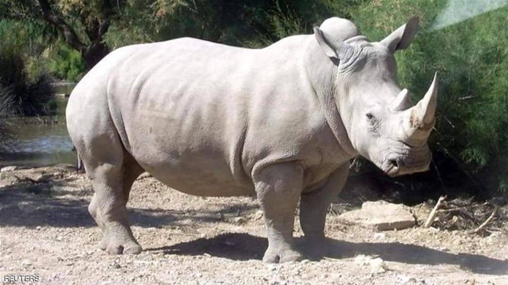 علماء ينجحون بتنفيذ تجربة علمية لإنقاذ وحيد القرن من الانقراض