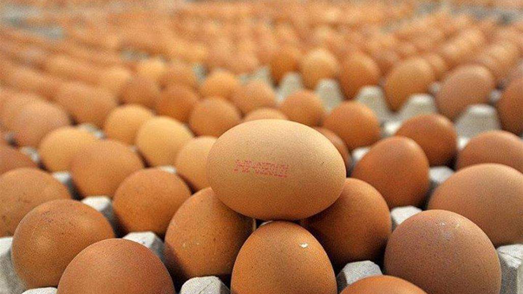 جمعية رعاية منتجي الدواجن تعلن عن تخفيض سعر صندوق البيض اعتبارا من الغد