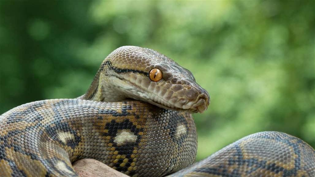 بريطانيا تطلق تحذيرا بسبب أفعى "آكلة للبشر"