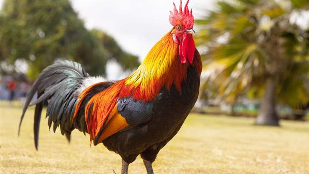 أغرب دعوى قضائية... محاكمة ديك بجرم الازعاج! (فيديو)