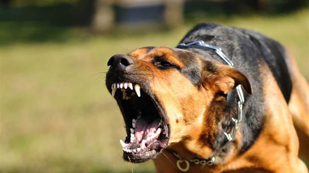 العثور على رجل ميت بعدما تلقى 100 عضة من كلاب ضالة