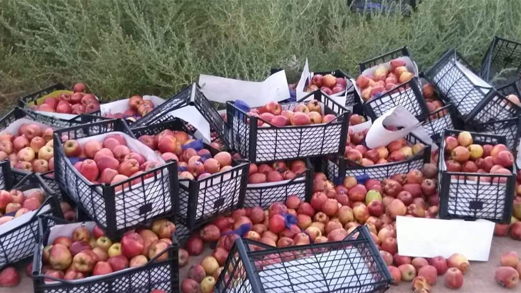 إتلاف شحنة تفاح غير مسموح باستيرادها في منفذ الشيب