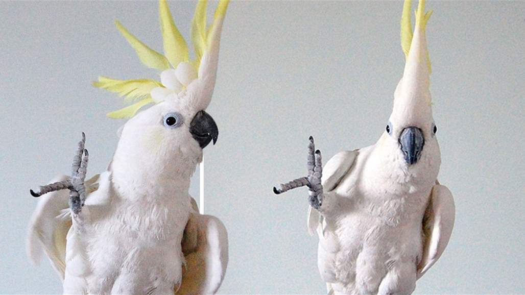 شاهد... ببغاء يثير الدهشة بـ 14 "رقصة" متنوعة!