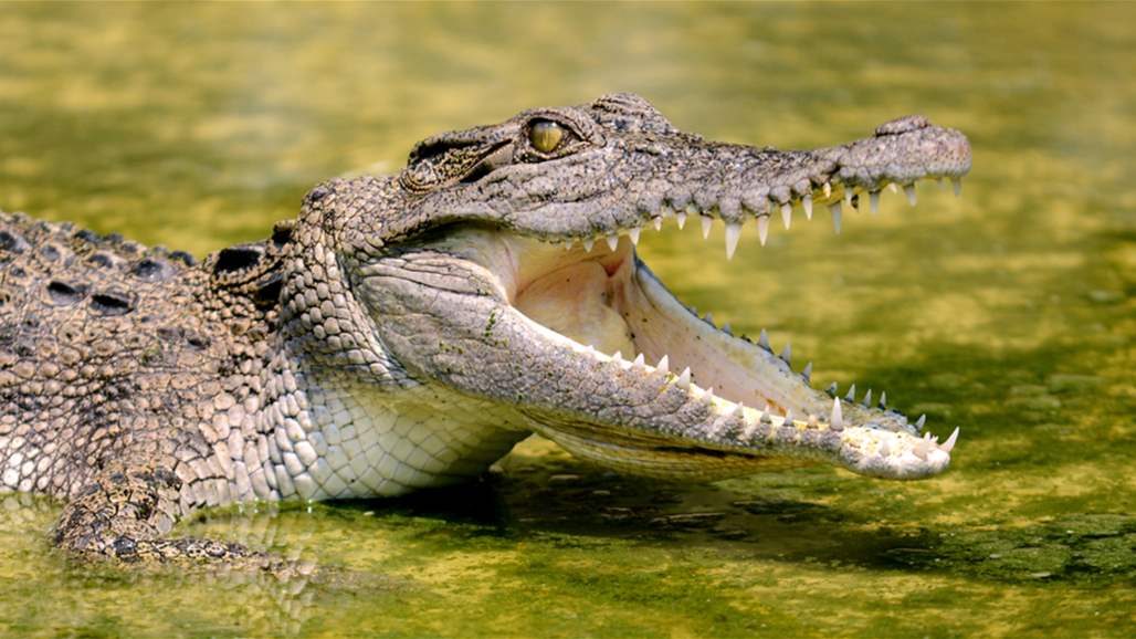 تمساح يهاجم إمرأة ويتمسك بثيابها وصولا إلى الشاطئ!