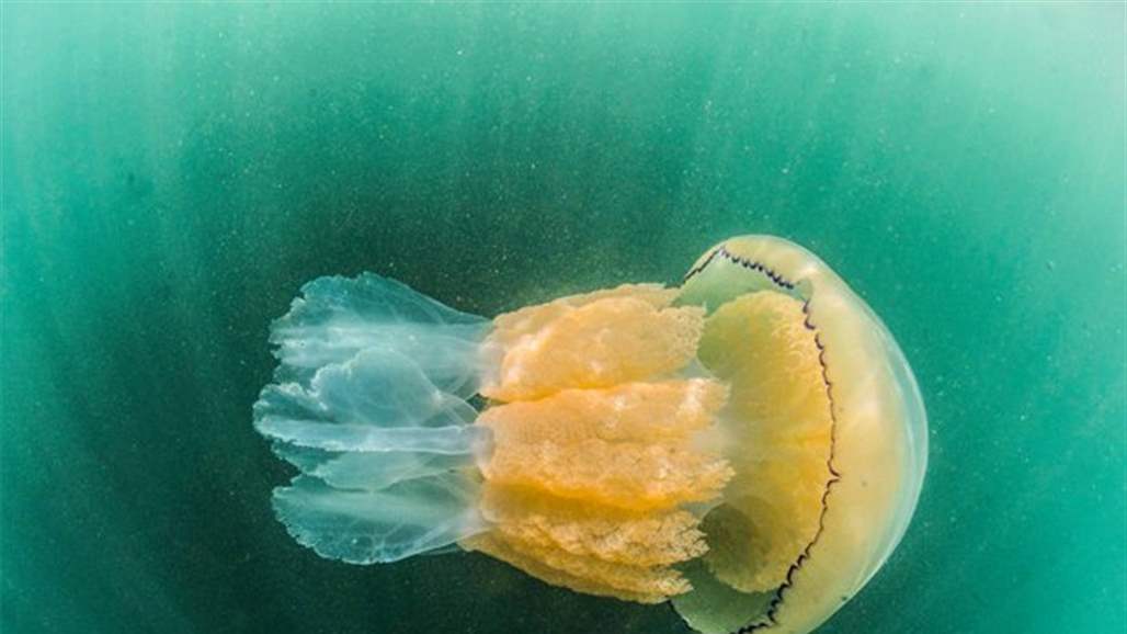 العثور على قنديل بحر عملاق "بحجم إنسان" (صورة)