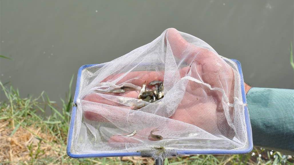  إطلاق 180 مليون إصبعية من الأسماك العراقية في المسطحات المائية