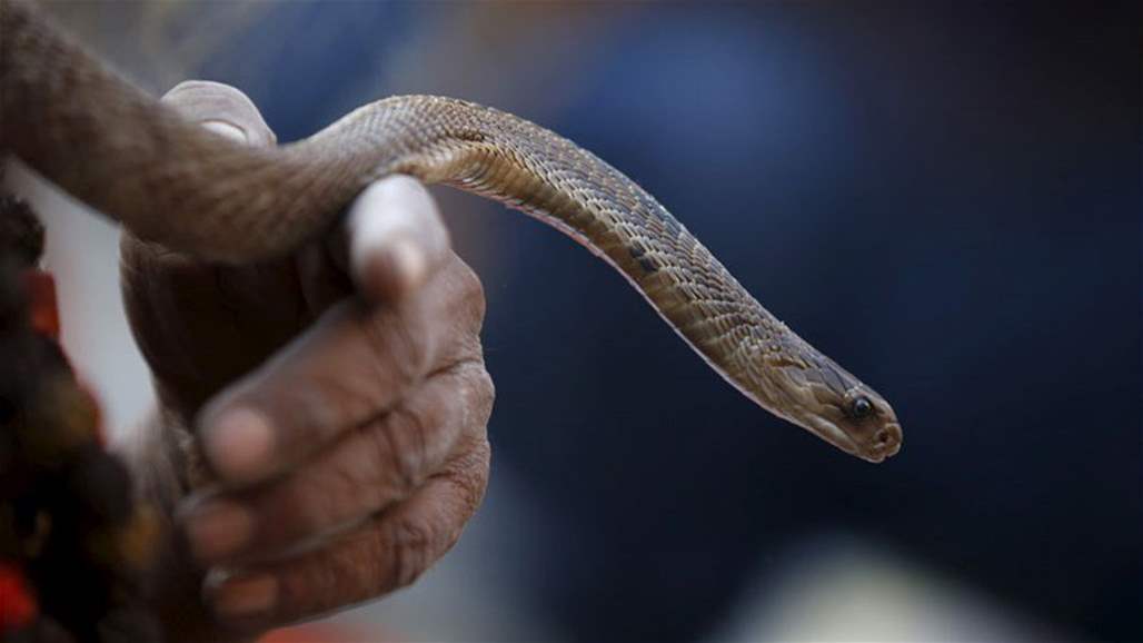 سممته فقضم رأسها قبل أن يلفظ أنفاسه الأخيرة!