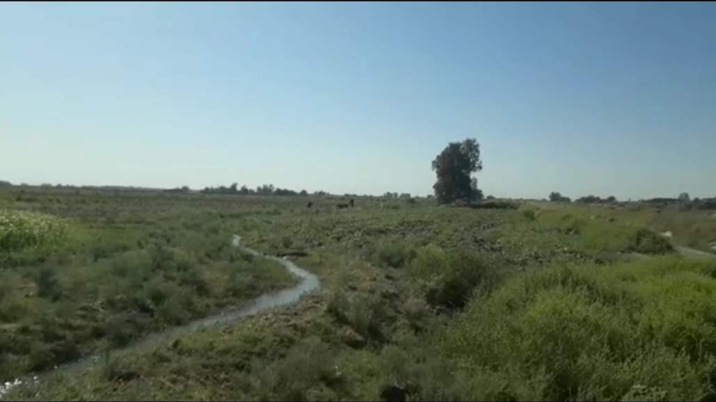 ذي قار: زراعة 6 الاف دونم من الحنطة والشعير ضمن الخطة الصيفية في سيد دخيل 