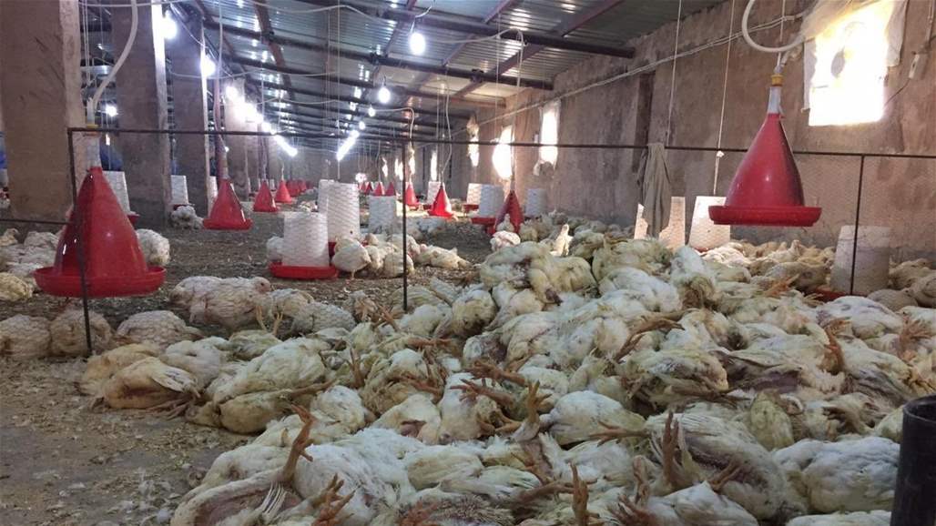 مصدر محلي: فايروس يتسبب بنفوق ٥٠ ألف دجاجة شرق كربلاء