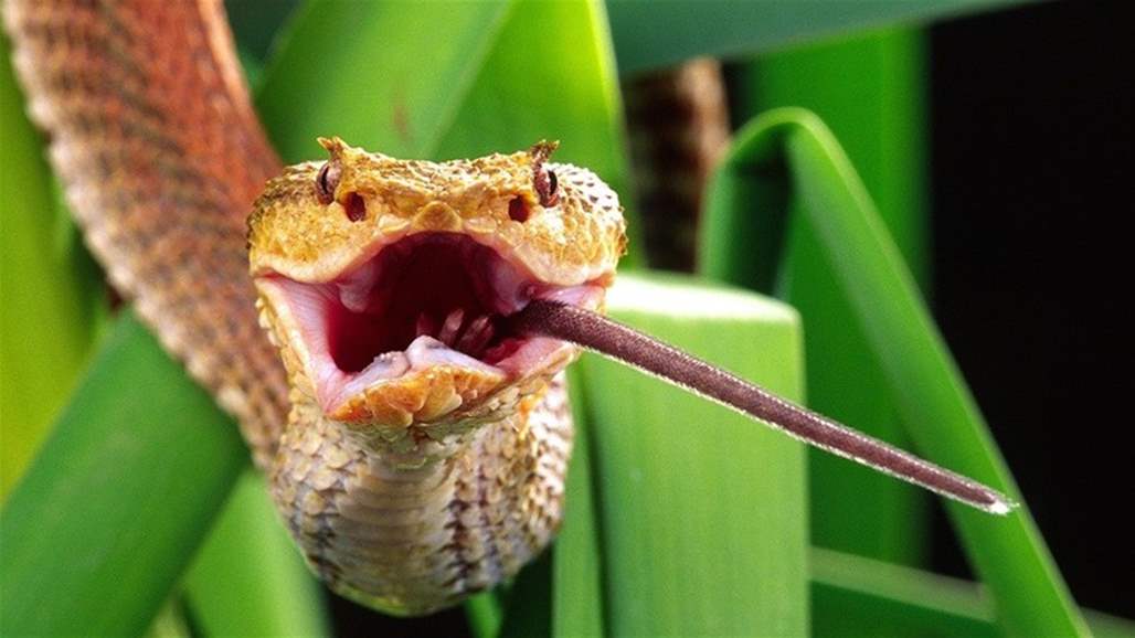 بكل برود... كوبرا ملكية تمضغ صغيرها (فيديو)