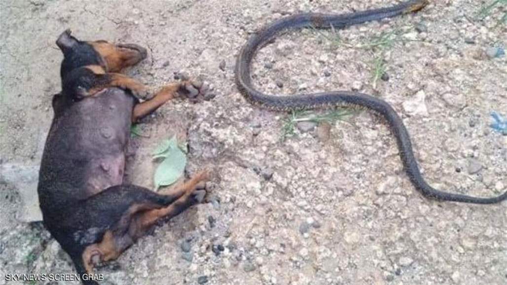 فيديو معركة عنيفة بين كلبين وأفعى خطيرة كادت أن تفتك بطفلة!