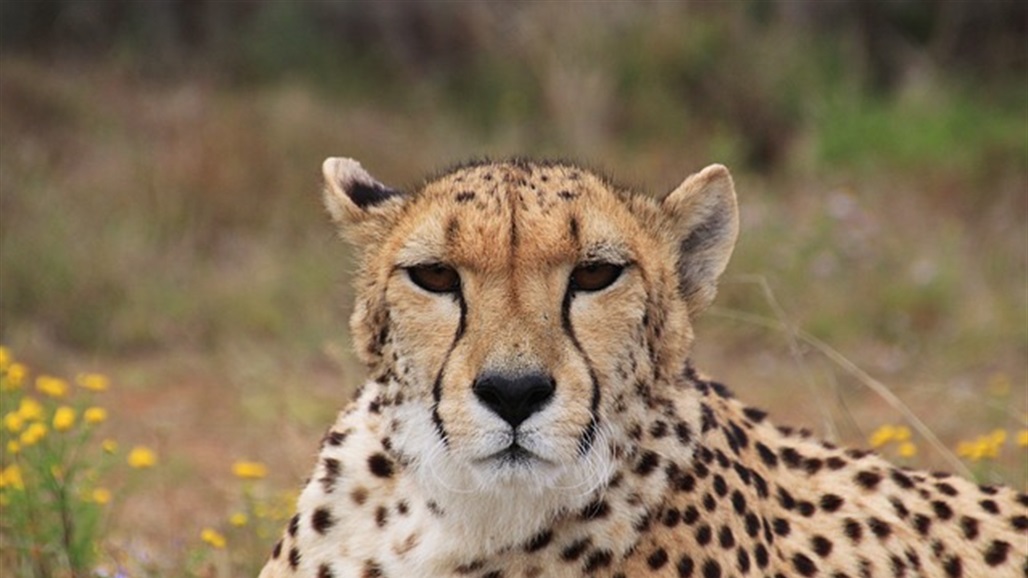 فهد هائج يتسلل الى قرية ويتسبب بهذه الأضرار!