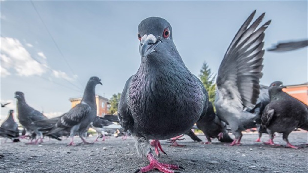 30 ألف دولار ثمن براز حمامة!