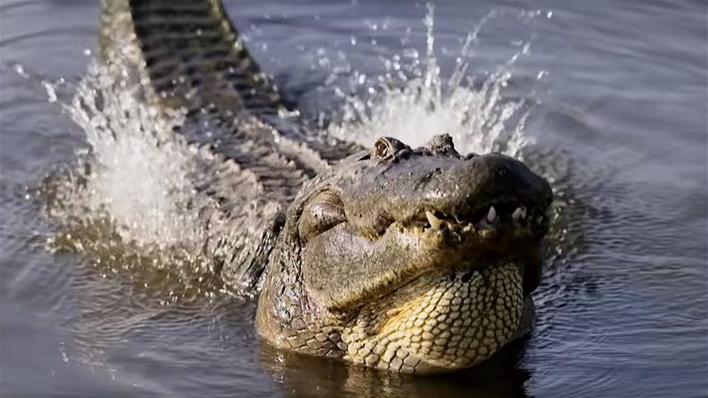 تمساح يفترس أشرس كلب في العالم أمام أعين صاحبته (فيديو)