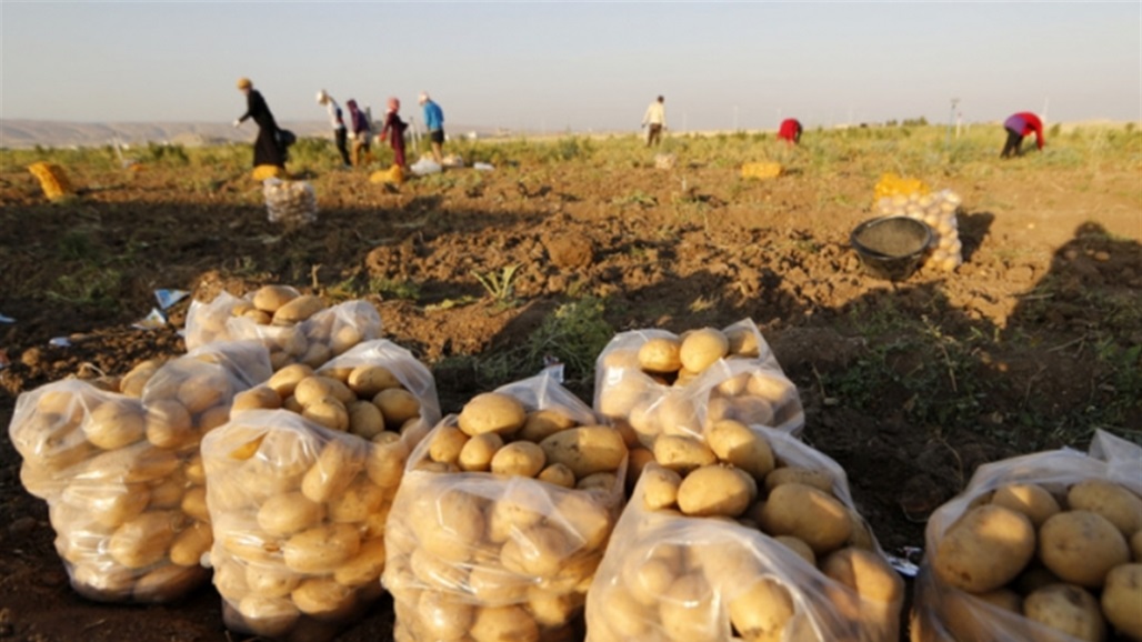 الزراعة تفتح استيراد محصول البطاطا لسد حاجة السوق المحلية 