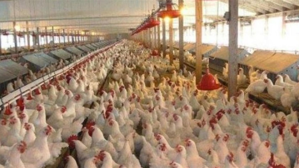 بالصور.. حريق ثان يستهدف قطاع الدواجن في العراق خلال 19 يوما