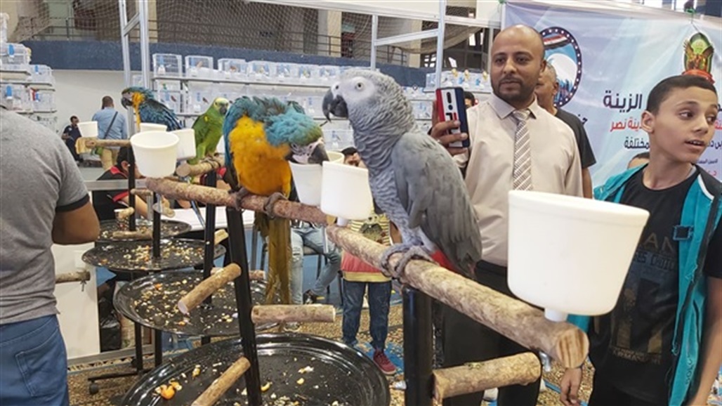 800 طائر حب يتنافسون على الأجمل في مصر