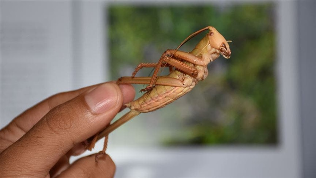 اكتشاف نوع جديد من الجراد المفترس في هذا البلد