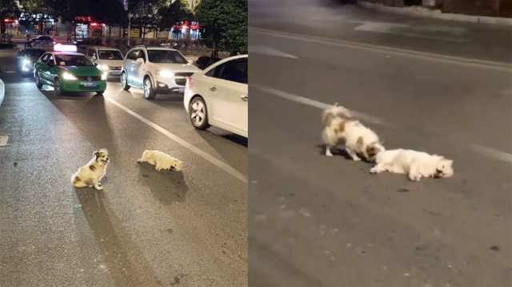 صور تأسر القلوب... كلب يقف 3 ساعات وسط الشارع لمساعدة صديقه المتوفي