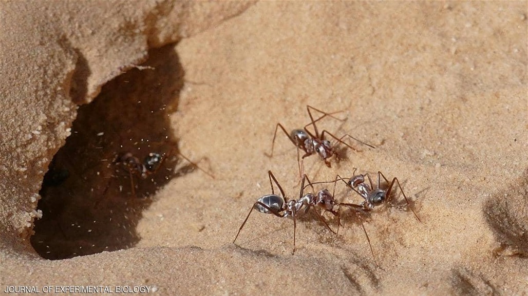 بالفيديو: اكتشاف أسرع نمل في العالم... يعيش في دولة عربية! 
