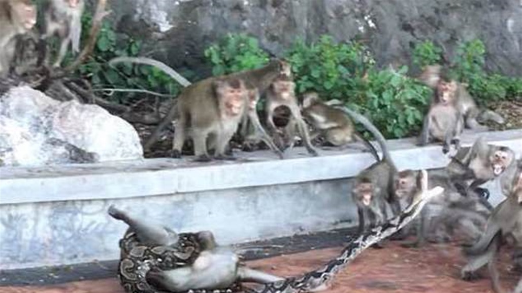 بالفيديو: أفعى ضخمة تفقد صوابها بين القرود!