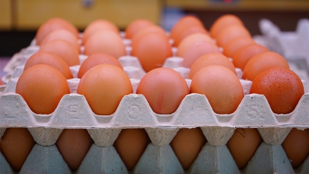 بابل: انتاجنا من بيض المائدة بلغ 13 مليون بيضة خلال الشهر الحالي