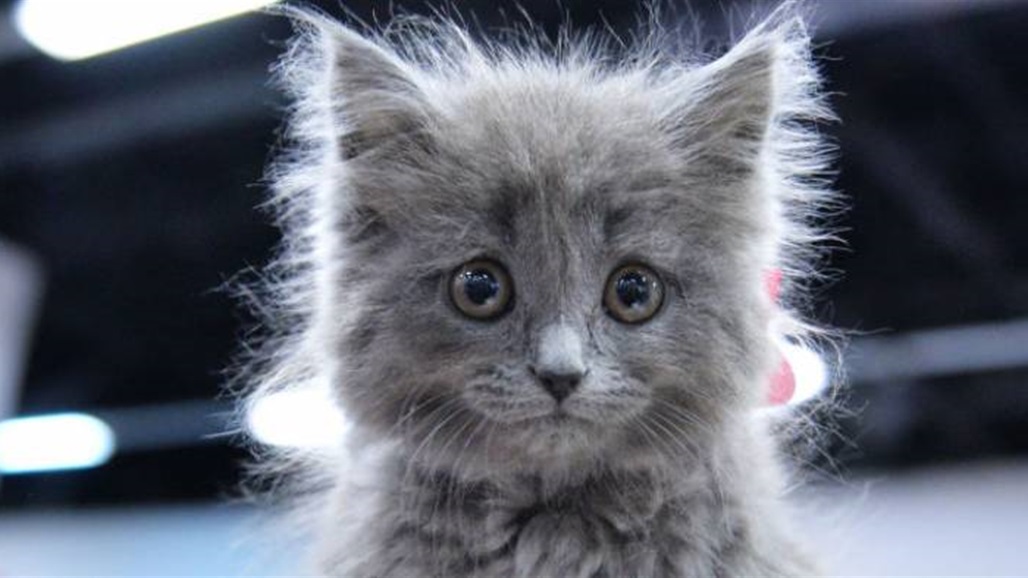 بعد مرور 20 دقيقة داخل الغسالة... قطة تنجو بأعجوبة!