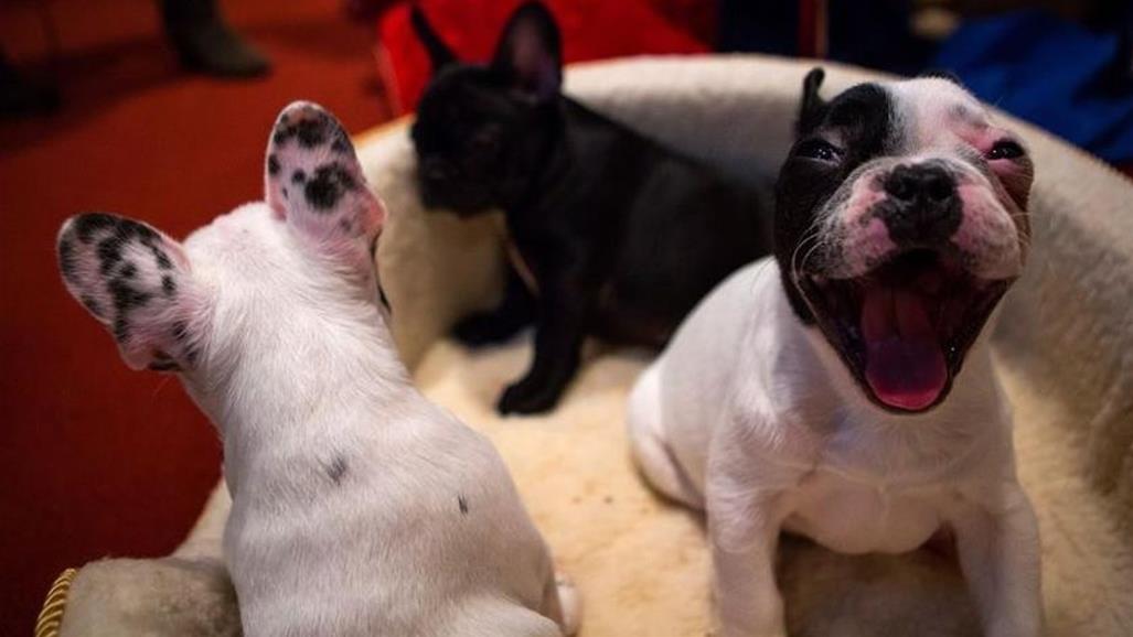 مسؤولون أميركيون يحذرون من هذا الكلب... والسبب؟